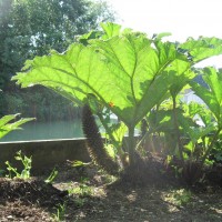 Giant Rhubarb